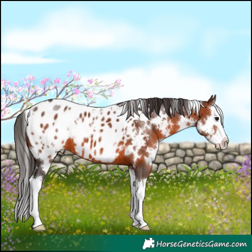 Horse Color:White Spotted Brown Splash Appaloosa 