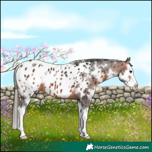 Horse Color:White Spotted Brown Splash Near Leopard 