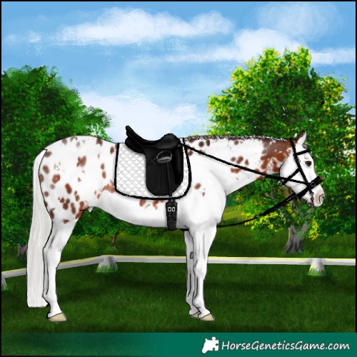 Horse Color:White Spotted Silver Brown Splash Near Leopard Rabicano 