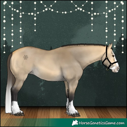 Horse Color:Buckskin Dun Splash