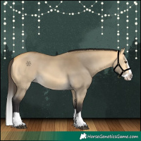 Horse Color:Buckskin Dun Splash