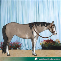 Horse Color:White Spotted Brown Dun