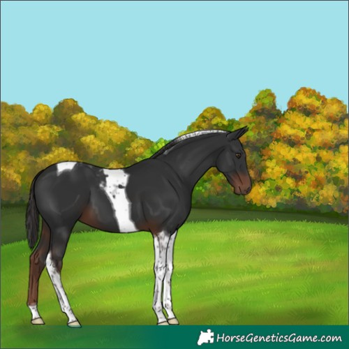 Horse Color:Liver Chestnut Tobiano 