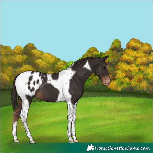 Horse Color:Liver Chestnut Tobiano Appaloosa 