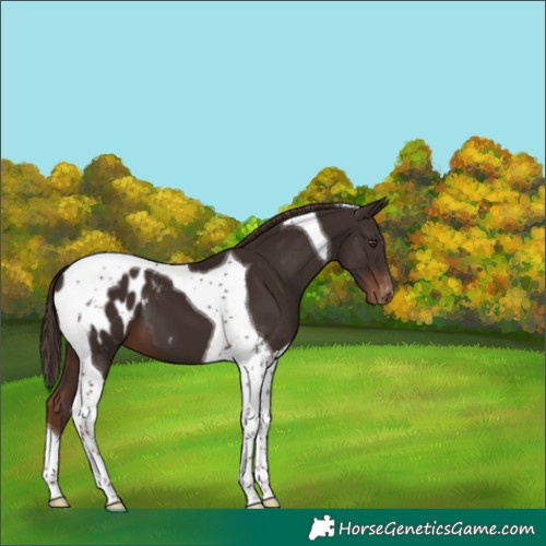 Horse Color:Liver Chestnut Tobiano Blanket 