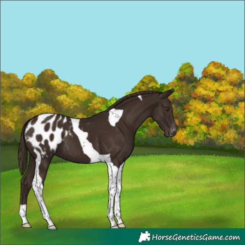 Horse Color:Liver Chestnut Tobiano Appaloosa 
