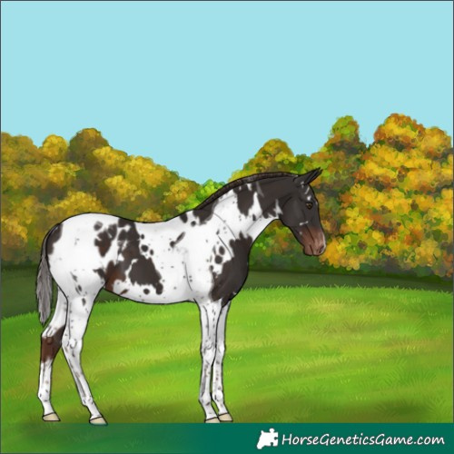 Horse Color:White Spotted Liver Chestnut Tobiano Appaloosa 