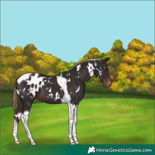 Horse Color:White Spotted Liver Chestnut Tobiano Appaloosa 