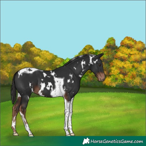Horse Color:White Spotted Liver Chestnut Tobiano 