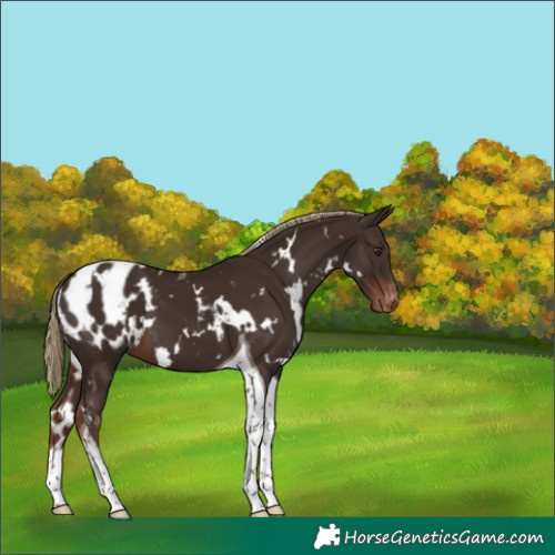 Horse Color:White Spotted Liver Chestnut Tobiano Appaloosa 
