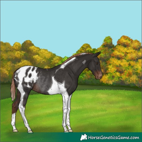 Horse Color:Liver Chestnut Tobiano Blanket Rabicano 