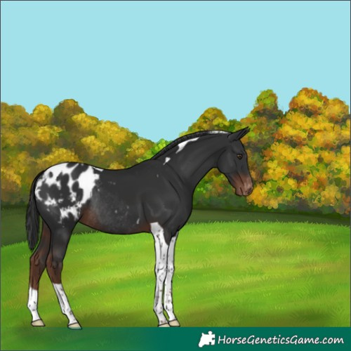 Horse Color:Liver Chestnut Tobiano Blanket Rabicano 