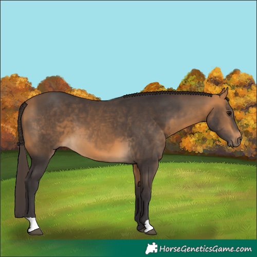 Horse Color:Buckskin 