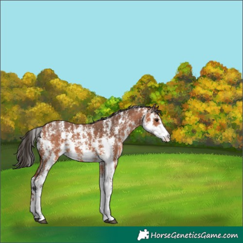 Horse Color:Bay Sabino