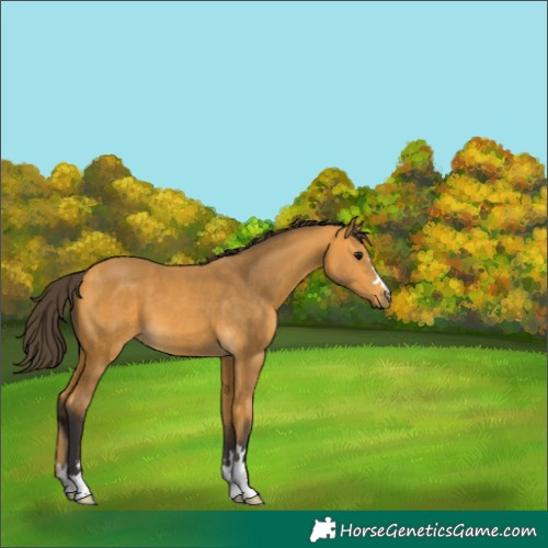 Horse Color:Buckskin