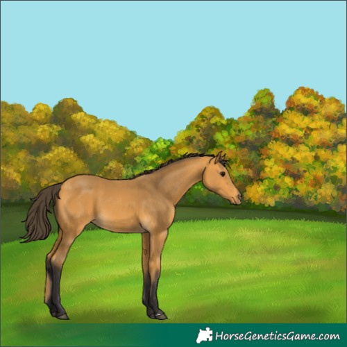 Horse Color:Buckskin 