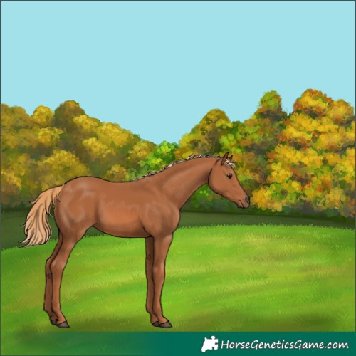 Horse Color:Chestnut 