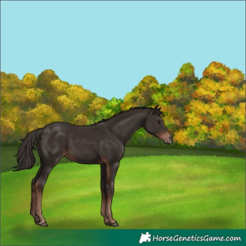Horse Color:Liver Chestnut