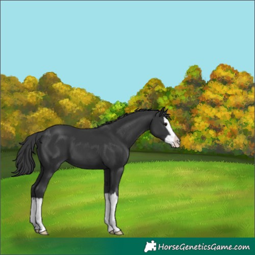 Horse Color:Black Splash