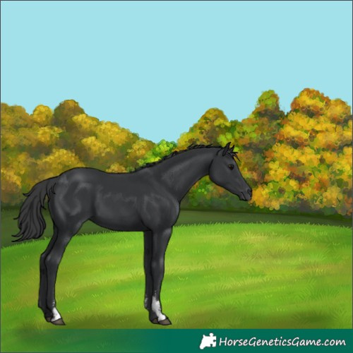 Horse Color:Black Sabino 