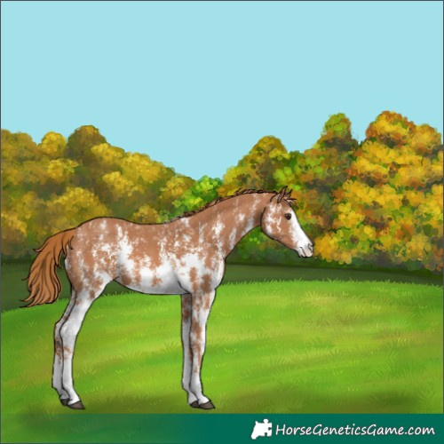 Horse Color:Chestnut Sabino 