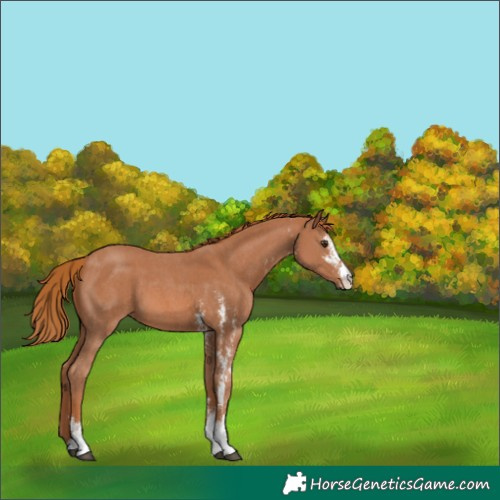 Horse Color:Chestnut Sabino 
