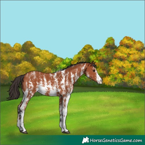 Horse Color:Bay Sabino