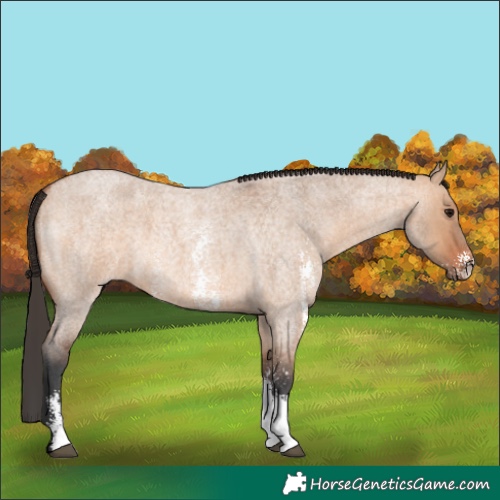 Horse Color:Bay Roan Dun Sabino 