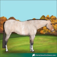 Horse Color:Bay Roan Dun Sabino 