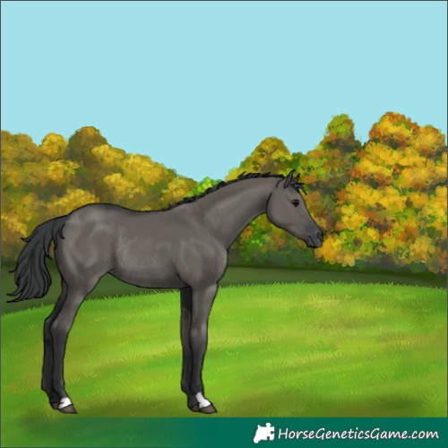 Horse Color:Grullo Rabicano 