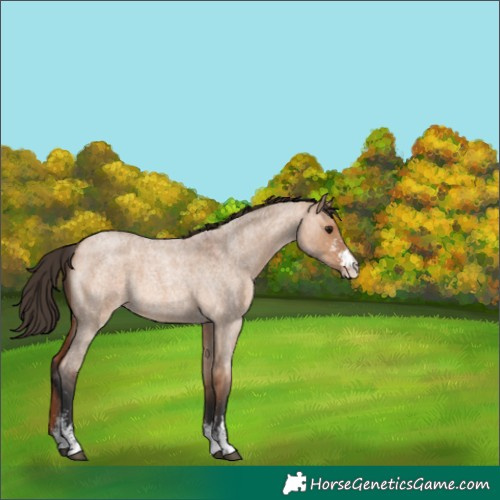 Horse Color:Bay Roan Dun Sabino