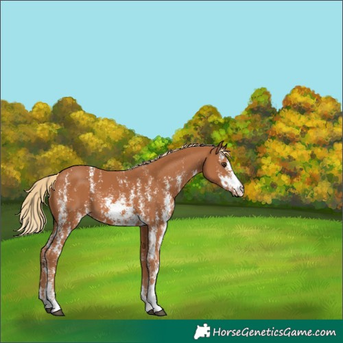 Horse Color:Chestnut Sabino 