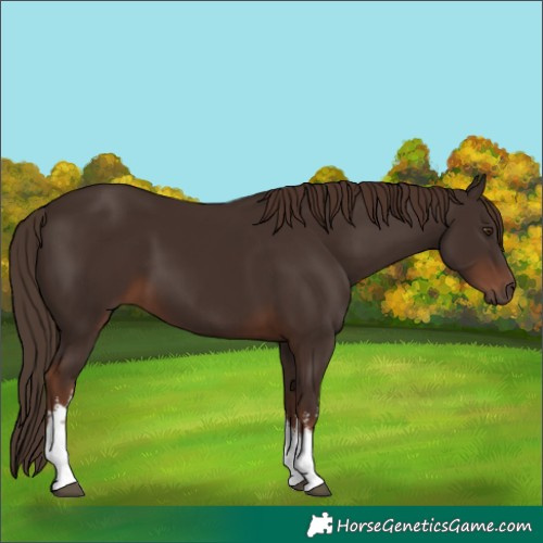 Horse Color:White Spotted Liver Chestnut 