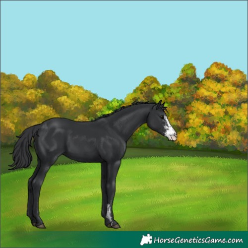 Horse Color:Black Sabino 