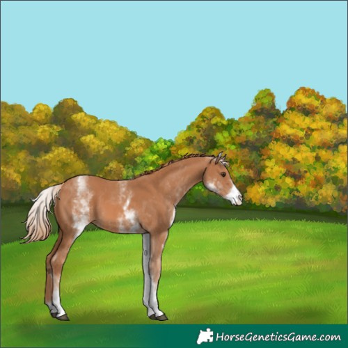 Horse Color:White Spotted Chestnut 