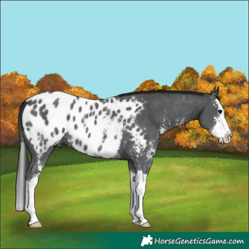 Horse Color:Black Sabino Splash Near Leopard