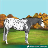 Horse Color:Black Sabino Splash Near Leopard 