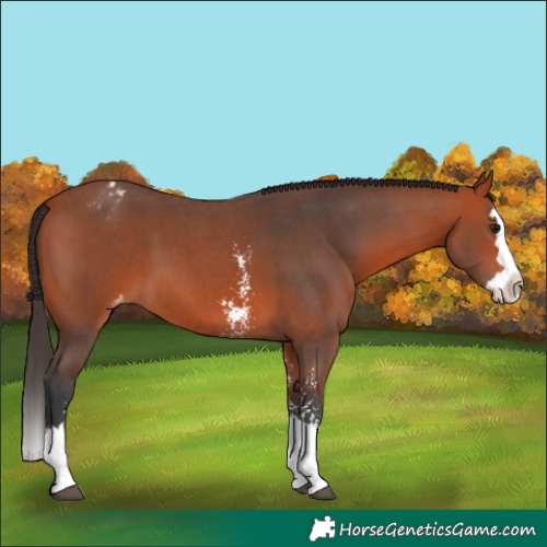 Horse Color:Bay Sabino Splash Varnish 