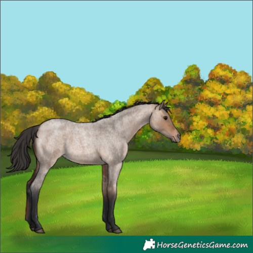 Horse Color:Brown Roan Dun 