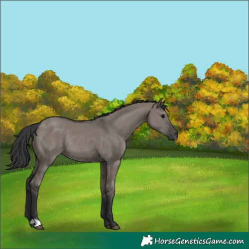 Horse Color:Grullo Rabicano