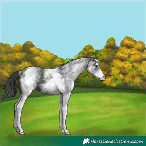 Horse Color:White Spotted Black