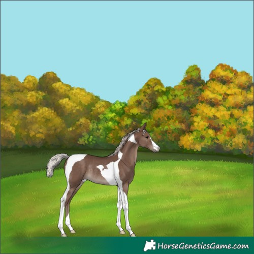 Horse Color:Silver Black Tobiano Rabicano 