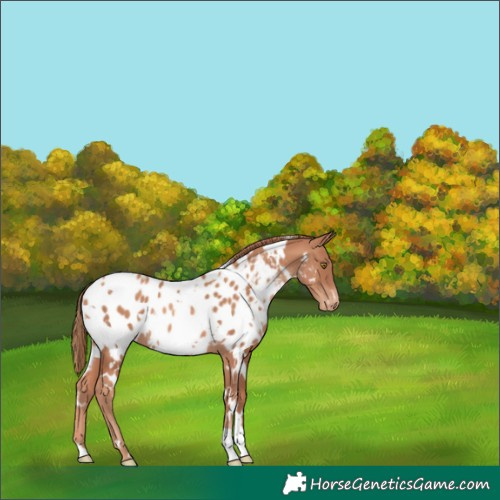 Horse Color:White Spotted Gold Champagne Appaloosa 