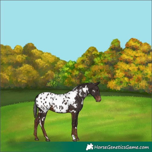 Horse Color:White Spotted Liver Chestnut Appaloosa 