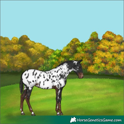 Horse Color:White Spotted Liver Chestnut Appaloosa Rabicano 