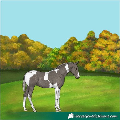 Horse Color:Silver Black Tobiano 