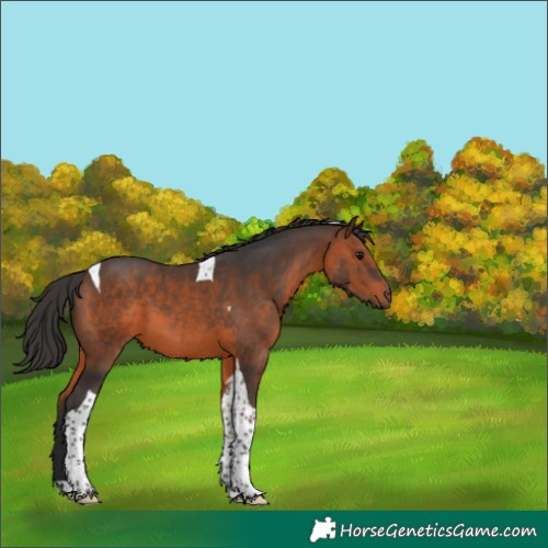 Horse Color:Brown Tobiano