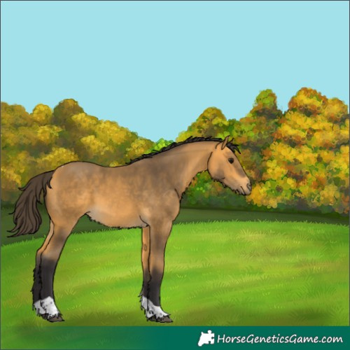 Horse Color:Buckskin Tobiano 