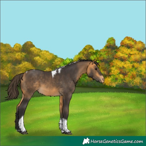 Horse Color:Buckskin Tobiano Varnish