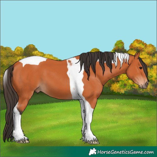 Horse Color:Bay Tobiano